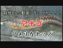貧乏なので腹一杯おかずをを釣る　中編