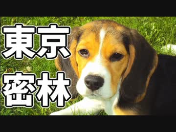 東京で弱肉強食トーキョージャングル実況プレイ【9】