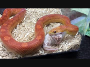 コーンスネークに餌をあげるだけの動画