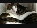 抱きしめ合う猫達