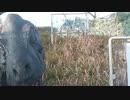 【ファイナルタイガー的】2015年12月31日TAFZONE貸切サバゲ　悠久編