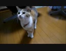 三毛ニャンズウチの子記念プレ企画2016抽選ムービー：Ａ