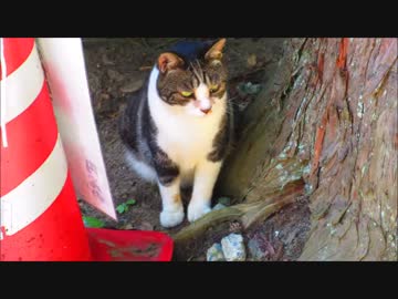 ゆっくり古寺巡礼　vol.50　お寺の生き物たち