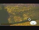 【ゆっくり】小笠原旅行記 Part39(中編) ～父島編～ 夜の街歩きその3