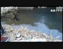 3.06bikou師[釣り]用水路で魚釣り