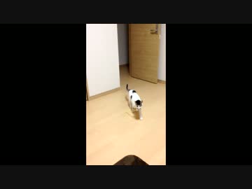 ねこじゃらしの遊び方