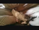 眠れる猫の王子