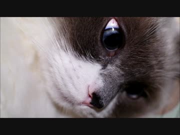 時々たぬこが開いてる