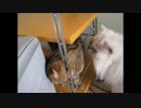 猫カフェ行ってみた2016 ザ・ムービー