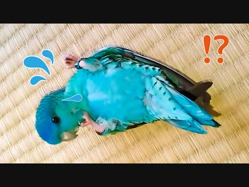 起き上がれないインコ