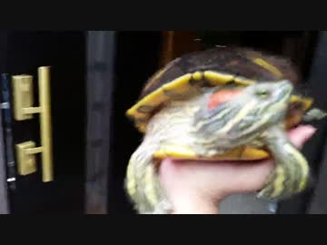 アカミミガメの日常