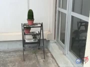 サボテン飼育おじさん