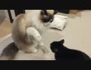 右手が優しい猫