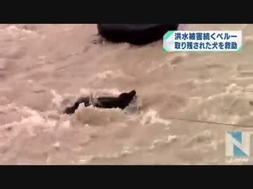 洪水被害のペルーで犬救助、決死の瞬間をカメラが捉える