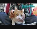 （社）RJAV被災動物ネットワークにNHKさんが来た！【魚くれくれ野良猫】