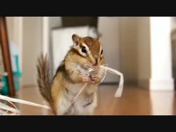 シマリスさんがいたずらして逃げていくだけの動画