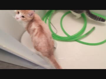 水に突っ込んでずぶ濡れになる猫