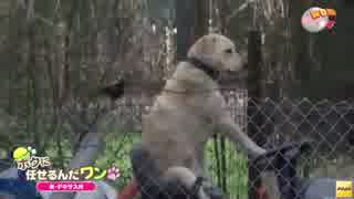 竜巻のあと、芝刈り機の座席に座る犬に遭遇　