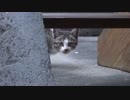 野良の親子猫