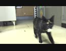 わたしは犬じゃない！　