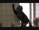 猫の日常５　～まる偏～