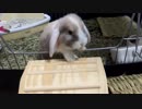 【うさぎ】もふもふ動画００３