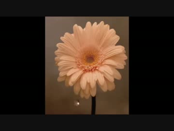 花は咲く【歌ってみた】