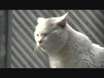 (´・ω・‘)顔の白猫、童貞ステップを踏む