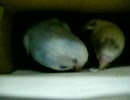 【インコ】エルとニアです。　箱遊び