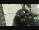 オス猫の 尻をモフって 新境地