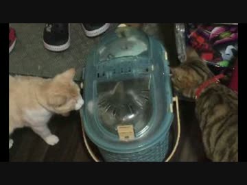 捨て猫3兄弟　兄弟との別れを惜しむ…？