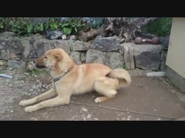 家族に遊んでもらえたときの子犬の反応(担当：うｐ主・父)