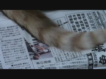 拾いねこ＠生後1346/1313日目　今月の爪切り。