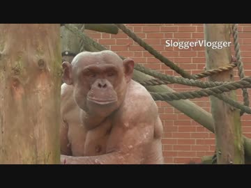 この裸のチンパンがめちゃくちゃ強そう