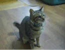 うちのふなみが撃たれたので、うpする。