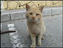 ねこにゃんにゃん