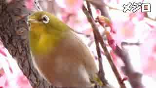 野鳥観察2016年3月13日