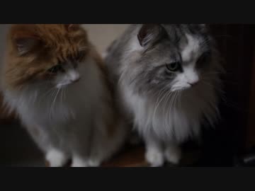 【#454】 モカモカ動画　【猫万歳】