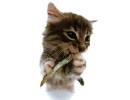 みんなの仔猫たん