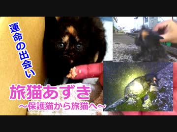 あずきと運命の出会い