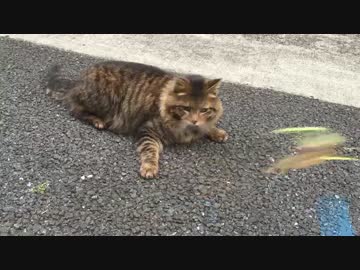 【鶏】（ΦωΦ ≡ ΦωΦ）【たぬき】