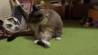 呼んでも来ないこともあるジャンくんは猫らしくなった？