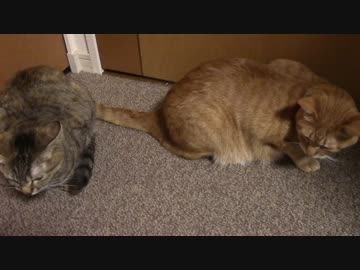 拾いねこ＠生後1348/1315日目　アコツキ映しながら野球のお話。