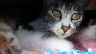 やたら可愛い子猫達に授乳しているところをお邪魔してみた