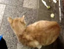 真のアキバ系アイドル・・・exぬこ　パート２