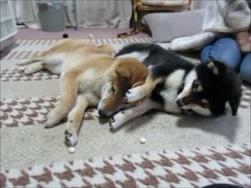 柴犬ゆず、ついに撃たれる！（１６年３月１５日）