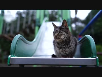 公園の門番猫、その役目を終える