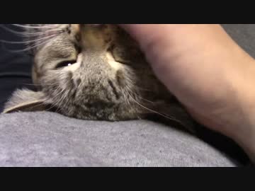 拾いねこ＠生後1349/1316日目　構えと転がるアコさん。