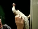 神を従えて完全勝利した淫夢くん.mp8192