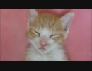 赤ちゃん猫、爆睡すぎて・・「い、生きてる・・よね？(笑)」
